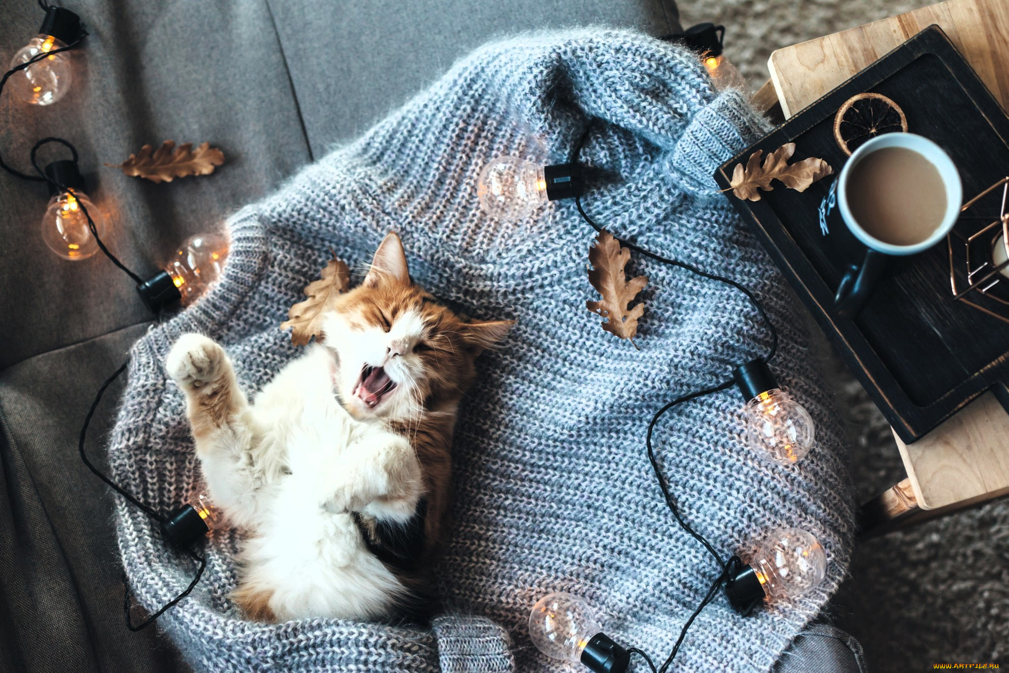 ��������, ����, ���, �����, ������, ������, ��������, ��������, �����